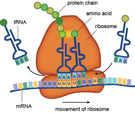 Explain the Roles of mRNA and tRNA in Protein Synthesis: A Journey Through the Molecular Dance of Life