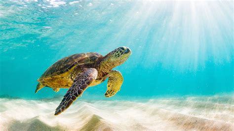 How Fast Can a Turtle Swim: And Why Do They Always Look So Relaxed?