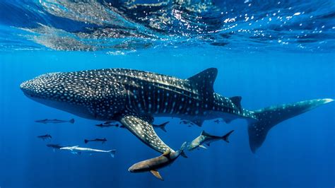 Is it safe to swim with whale sharks, and can they teach us about the mysteries of the deep sea?